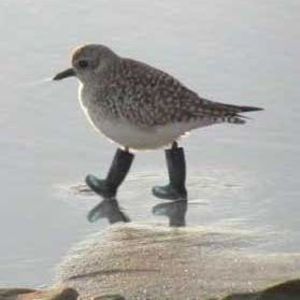 Meet your Posher, Jeanety